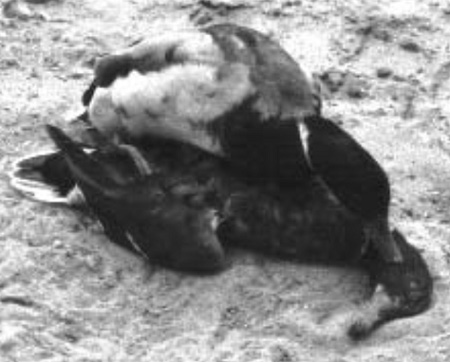 Homosexuální nekrofilové 01 Homosexuální nekrofilové 01